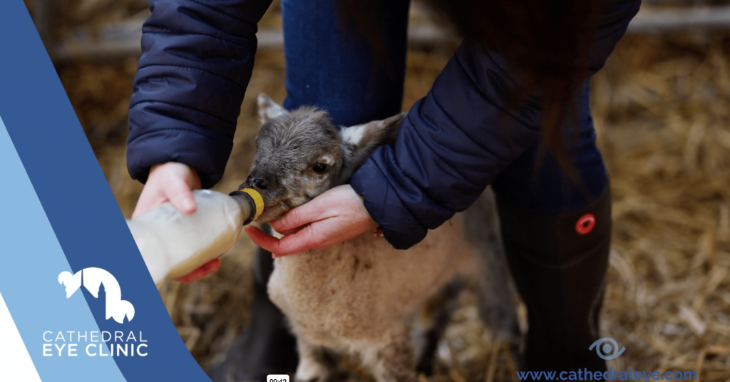 Gillian Sheep Farmer